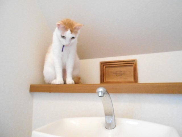 トイレの水位が上がっている原因は?