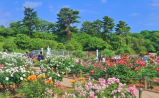 川崎市多摩区でトイレつまり修理を依頼できる業者5選！実績豊富で安心