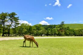 奈良県のおすすめトイレつまり解消業者5選を紹介!評判の良い業者を厳選