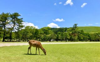 奈良県のおすすめトイレつまり解消業者5選を紹介!評判の良い業者を厳選