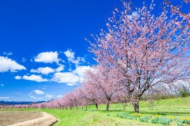 坂戸市の実績豊富な人気のトイレつまり修理業者5選！口コミも紹介