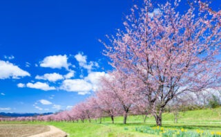 坂戸市の実績豊富な人気のトイレつまり修理業者5選！口コミも紹介