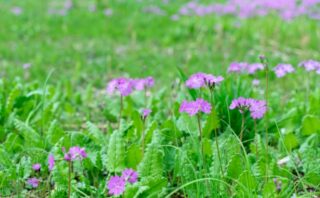 さいたま市桜区でおすすめのトイレつまり修理業者5選！口コミ良好&実績豊富