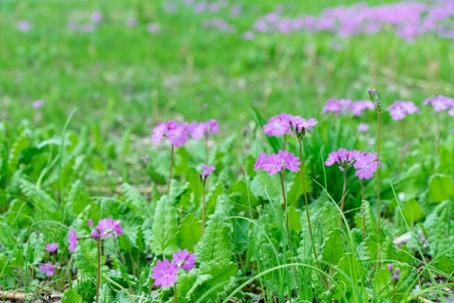 さいたま市桜区でおすすめのトイレつまり修理業者5選!口コミ良好&実績豊富