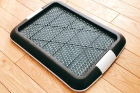 犬のうんちは流してはいけない？ダメな理由とペットの糞の正しい捨て方